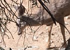 Desert Museum Desert Deer